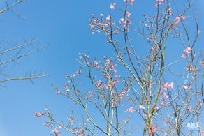 小三洲樱花