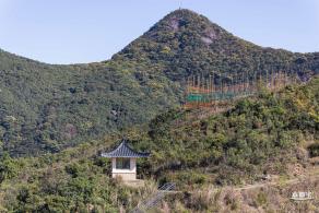小三洲樱花