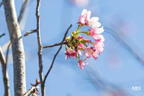 小三洲樱花