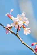 小三洲樱花