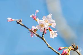 小三洲樱花