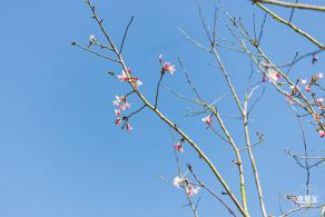 小三洲樱花