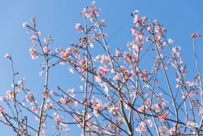 小三洲樱花