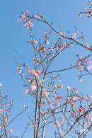 小三洲樱花