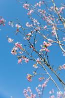 小三洲樱花
