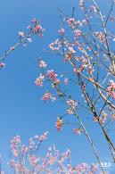 小三洲樱花