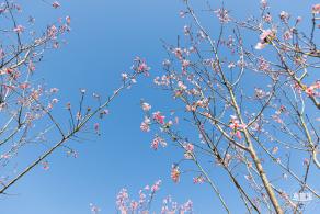 小三洲樱花
