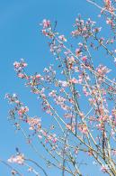 小三洲樱花