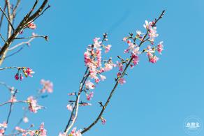 小三洲樱花
