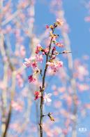小三洲樱花