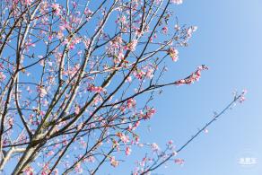 小三洲樱花