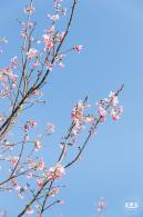 小三洲樱花