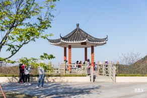 小三洲樱花