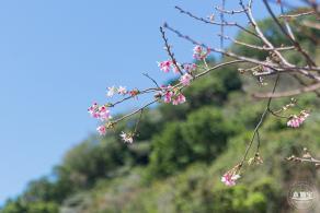 华英路花海