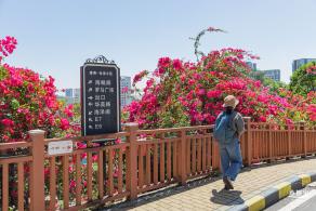 华英路花海