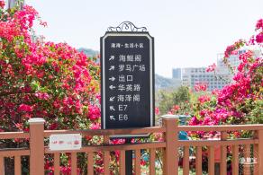 华英路花海
