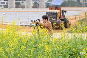 光明油菜花