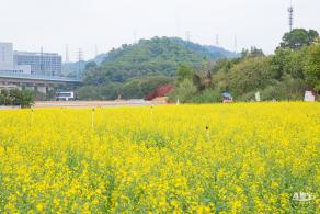 光明油菜花