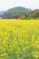 光明油菜花