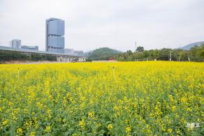 光明油菜花