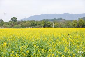 光明油菜花