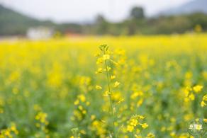 光明油菜花
