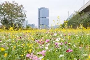 光明油菜花