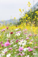 光明油菜花