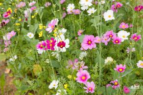 光明油菜花