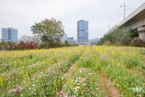 光明油菜花