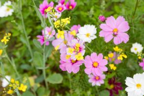 光明油菜花