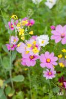 光明油菜花