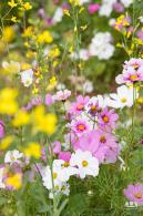 光明油菜花