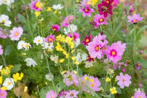 光明油菜花