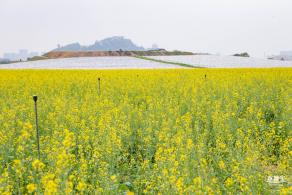 光明油菜花