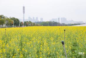 光明油菜花