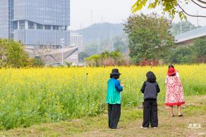 光明油菜花