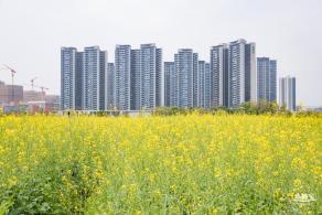 光明油菜花