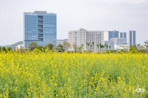 光明油菜花