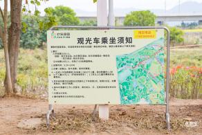 光明油菜花
