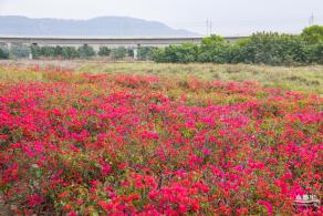 光明油菜花