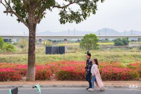 光明油菜花
