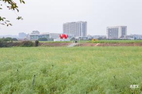 光明油菜花