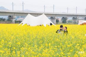 光明油菜花