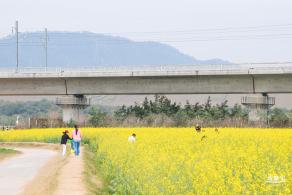 光明油菜花