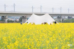 光明油菜花