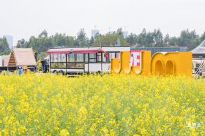 光明油菜花