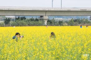 光明油菜花