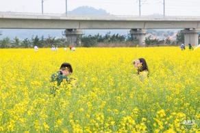 光明油菜花