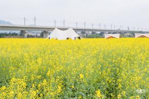 光明油菜花